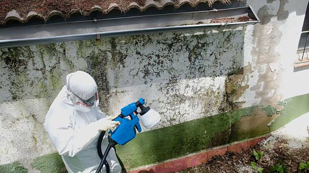 Trusted Attic Mold Removal service in Holbrook, NY - Cheap Mold Removal